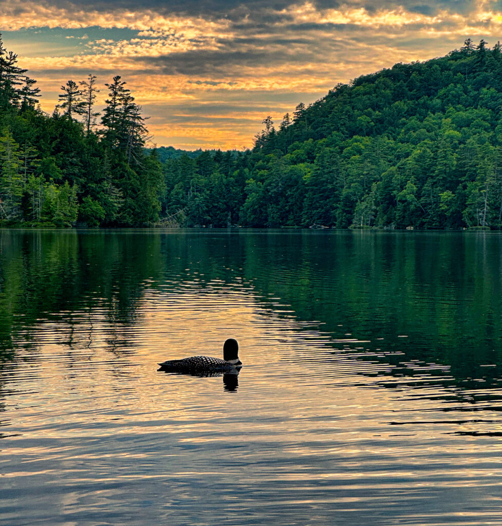 The programs featured image